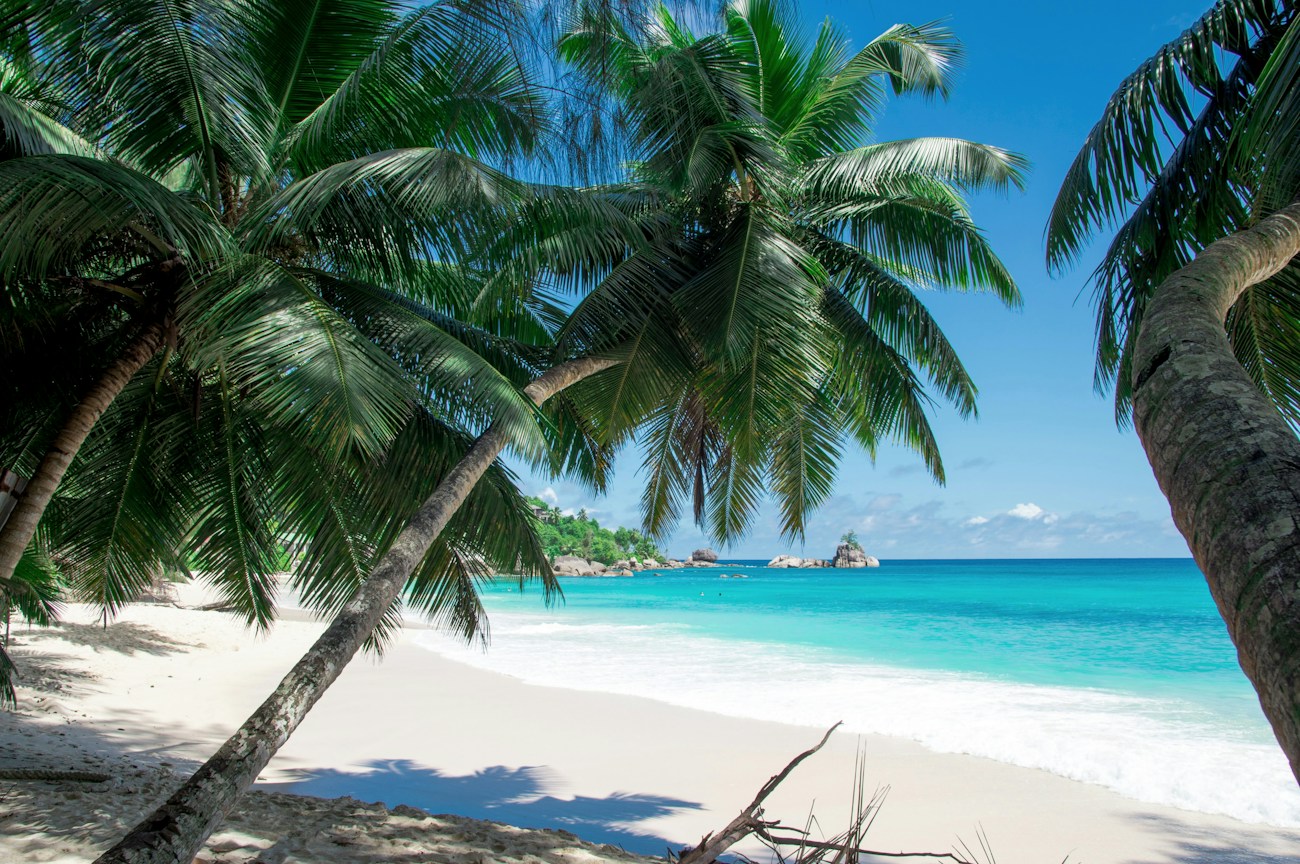 A peaceful white sand beach framed by palm trees